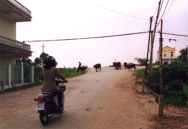 our-street-with-cows